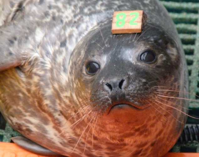 harbor seal Jaymo