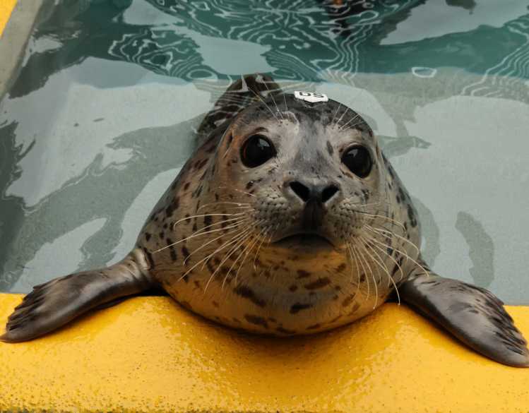 adopt a seal harbor seal meringue