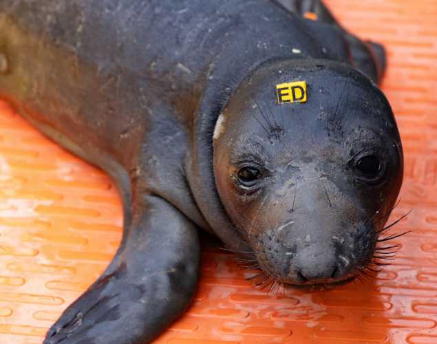 elephant seal pup