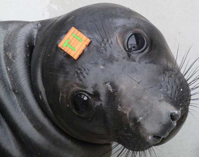 northern elephant seal Market