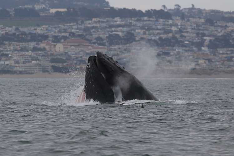 A humpback whale eats small fish by lunge feeding as its head rises above the water.