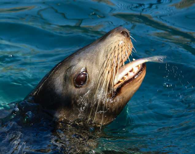 California sea lion Mini