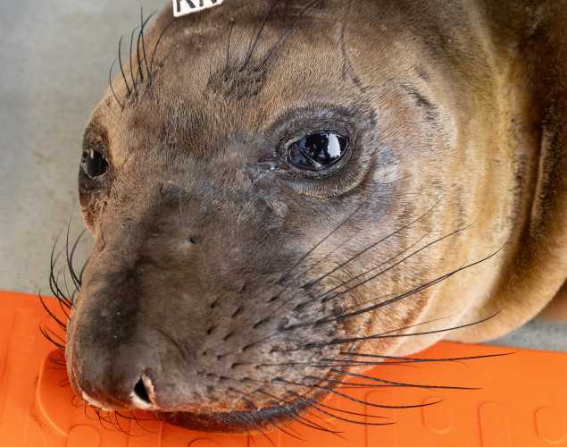 northern elephant seal Neil