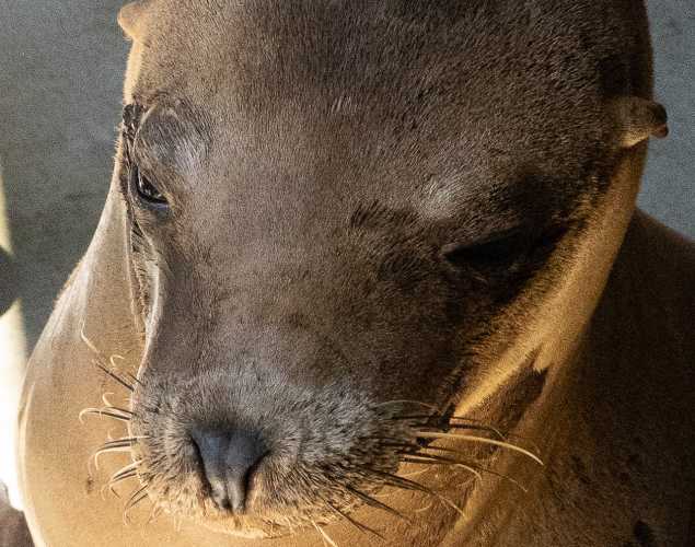 california sea lion biodegree