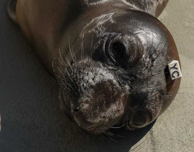 northern elephant seal Conductor