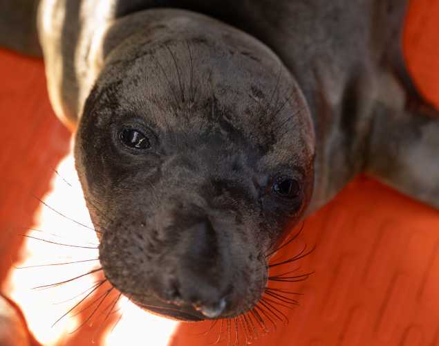 northern elephant seal Anvil