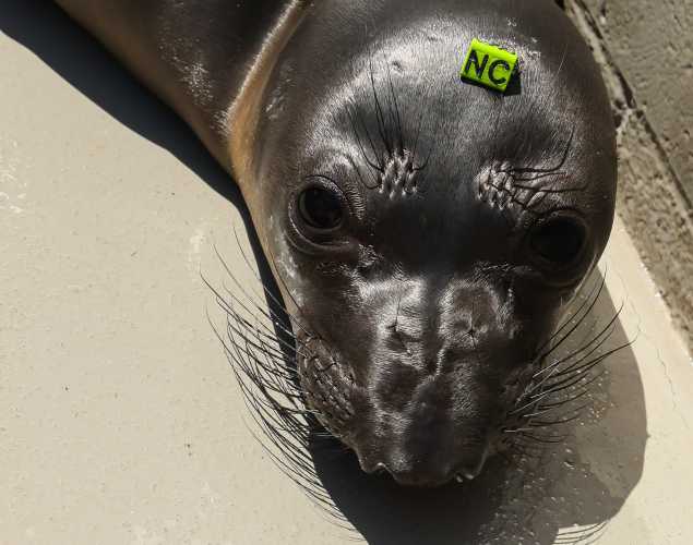 northern elephant seal Hedwig