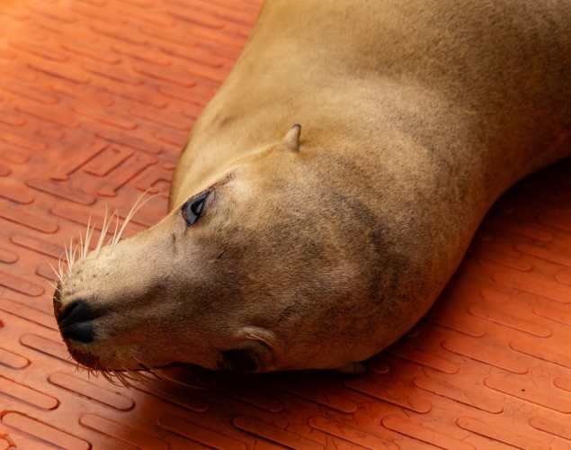 culotte california sea lion