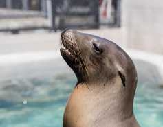 California sea lion