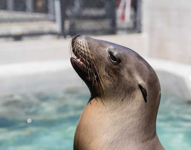 California sea lion
