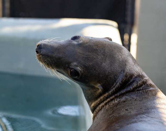 California sea lion Moose