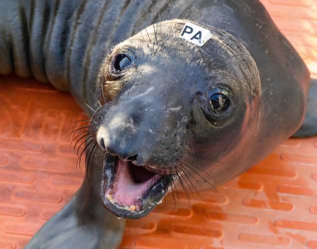 northern elephant seal Hoffman
