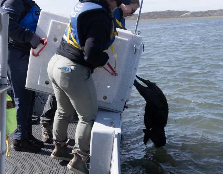 Trained responders release a rehabilitated sea otter from a carrier pen into the ocean.