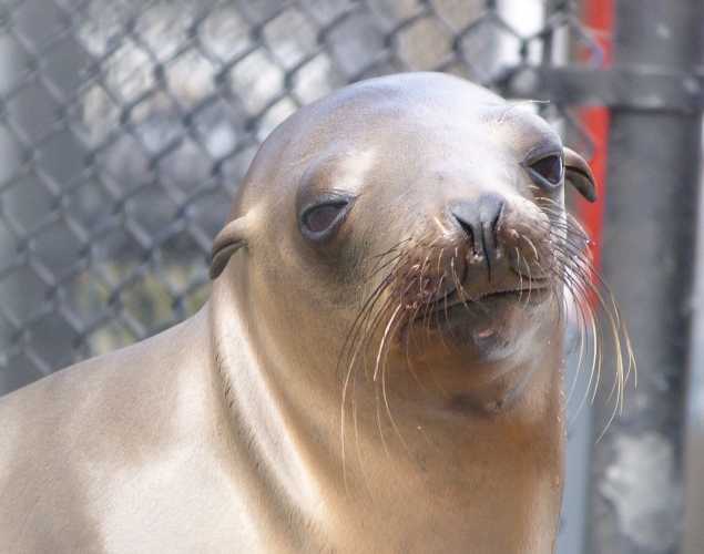 California sea lion Callalily