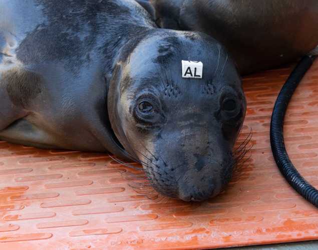 northern elephant seal Leprechaun