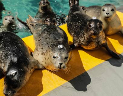 group of harbor seals at the marine mammal center