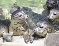 group of harbor seals in a rehabilitation pool