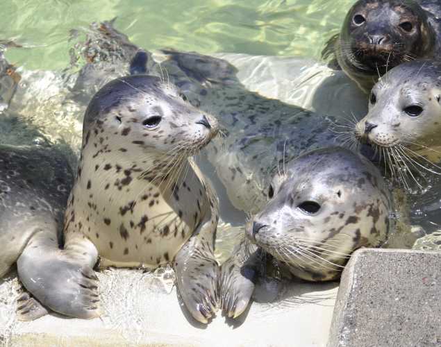 group of harbor seals in a rehabilitation pool