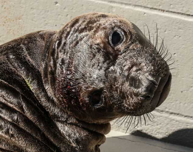 northern elephant seal Topanga
