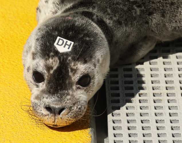harbor seal Lizzybeth