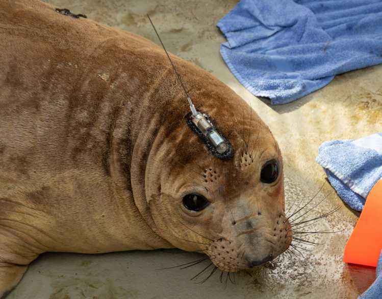 A northern elephant seal with a satellite tag on its head and letters in black hair dye on its back.