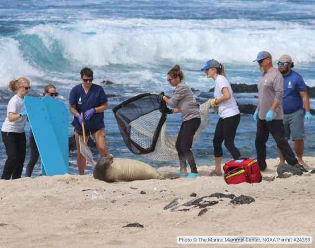 Hawaiian monk seal Keaka