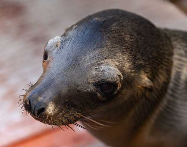 California sea lion Waltberry