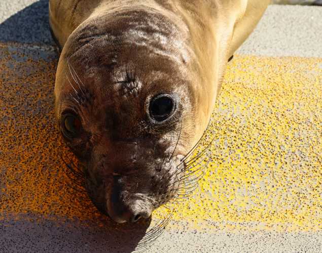 northern elephant seal Luigi