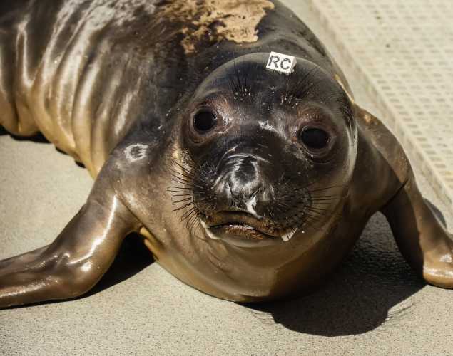 elephant seal Cory