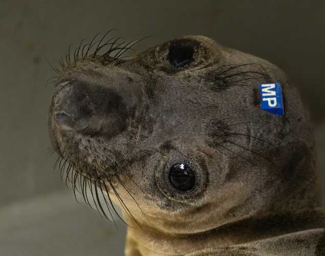 northern elephant seal Munkfruit