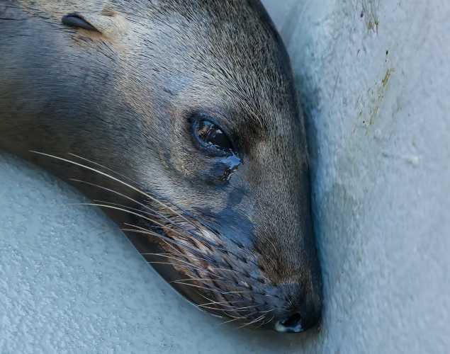 California sea lion Bethesda