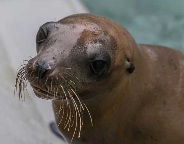 California sea lion Popsicle