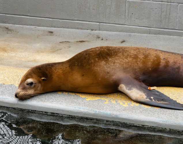 sanibel california sea lion