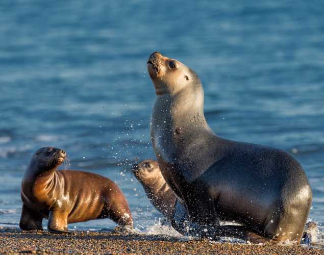 Patagonia sea lions at the shoreline