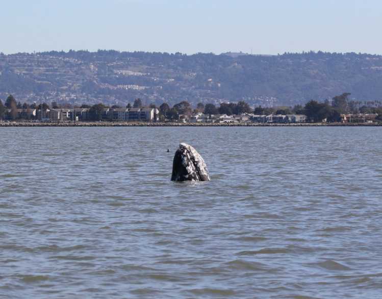 gray whale head above the water with Alameda in the background