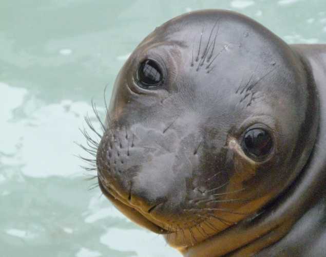 northern elephant seal Logan