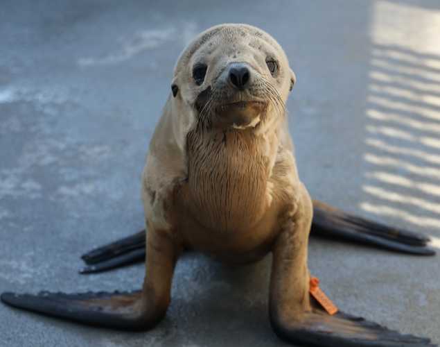 California sea lion Merganser