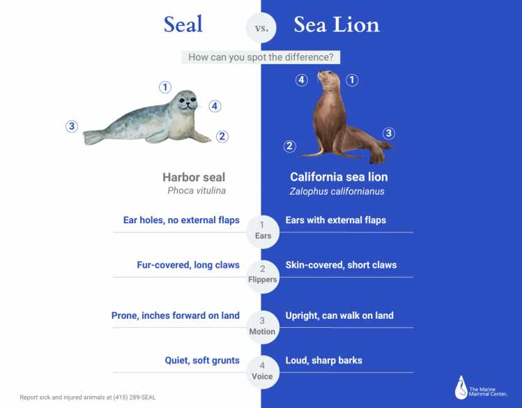 infographic describing four differences between seals and sea lions: ears, flippers, motion and vocalizations