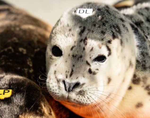harbor seal pup