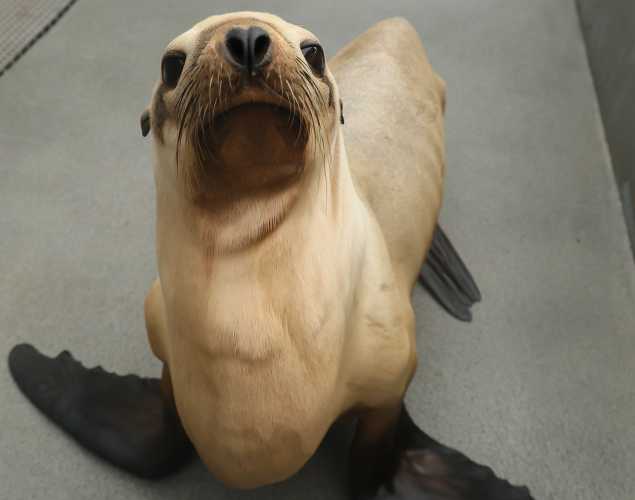 California sea lion Textbook