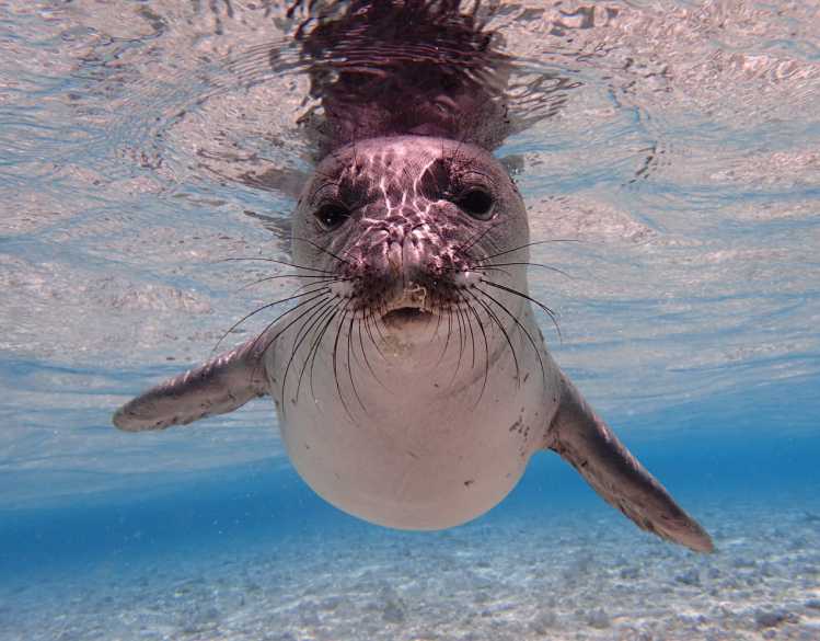 An underwater view of a Hawaiian monk seal swimming.