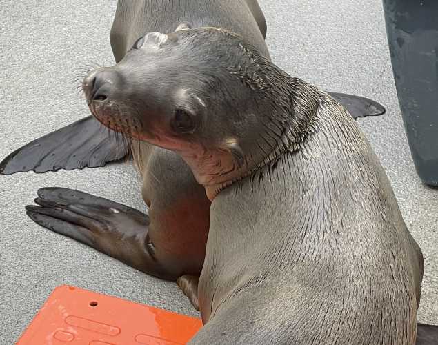 California sea lion Spaghetti