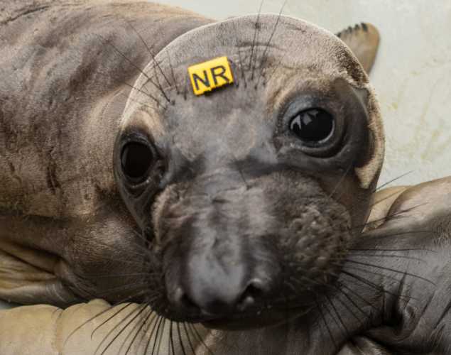 northern elephant seal Roman