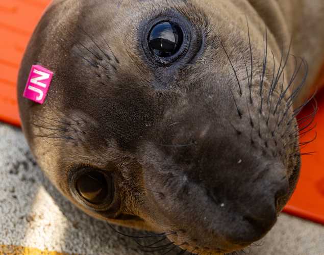 northern elephant seal Shampoo