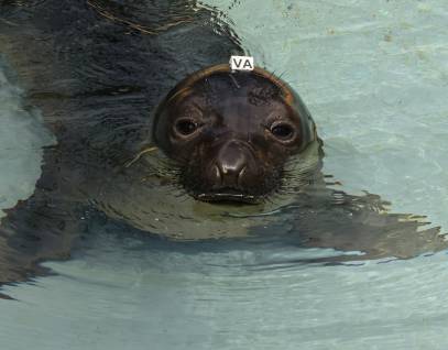 northern elephant seal Dorothy