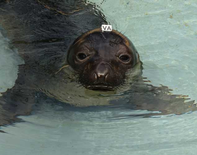 northern elephant seal Dorothy