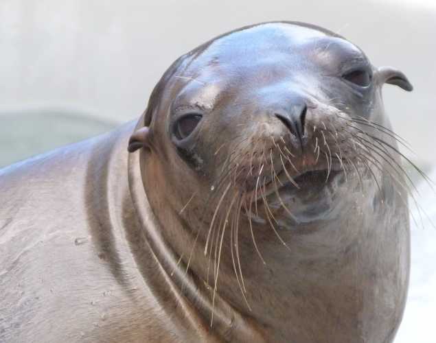 California sea lion Meemaw