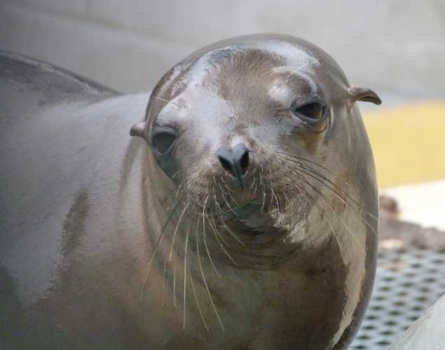 California sea lion Wadsworth