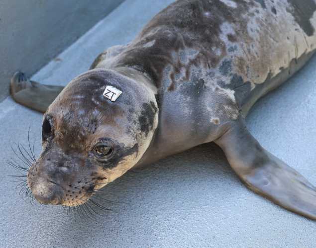 northern elephant seal Jesup