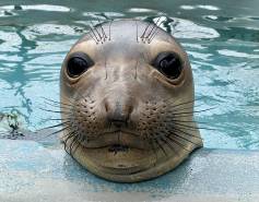northern elephant seal Mizuna